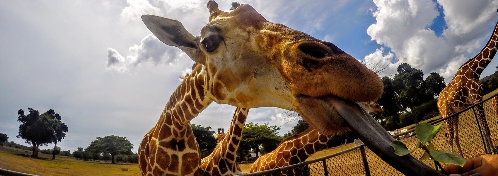 Deers & Dugongs: 2-Day & 3-Day Busuanga Wildlife Package