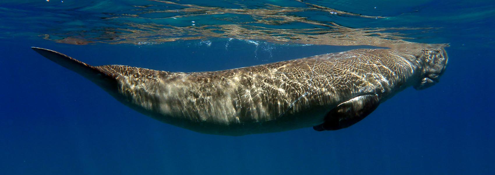Dugong Snorkeling Off Luxury Catamaran Or Native Banca