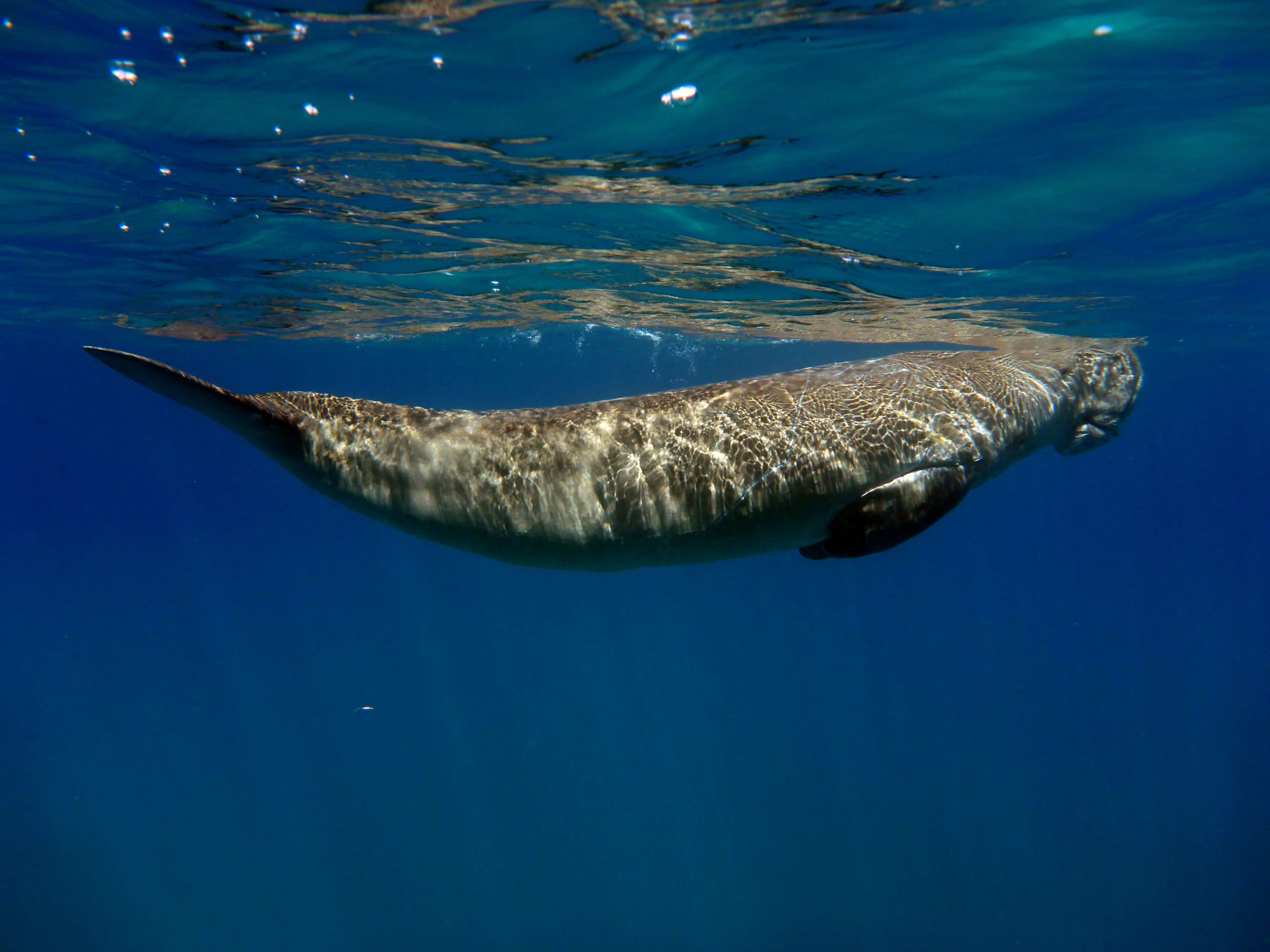 Wildlife